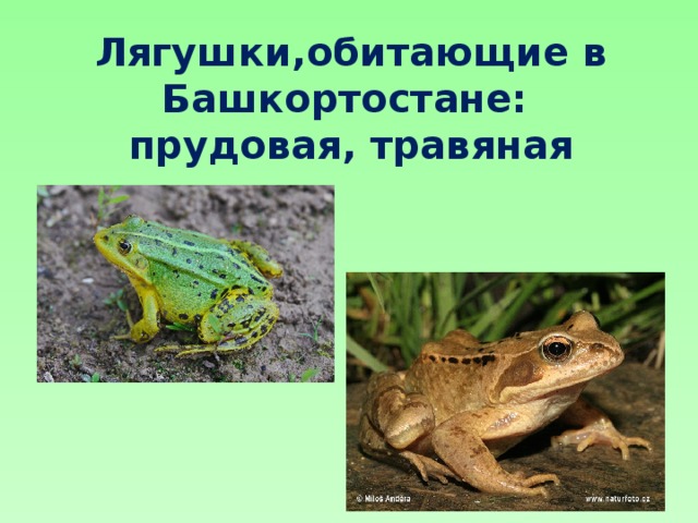 Лягушки,обитающие в Башкортостане:  прудовая, травяная