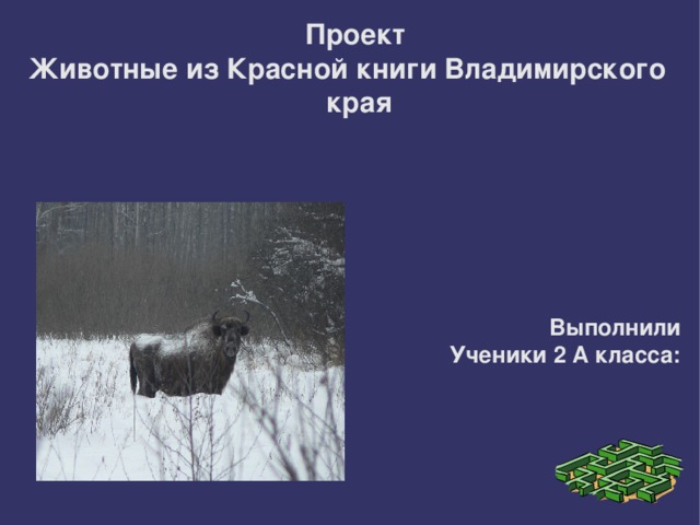 Проект Животные из Красной книги Владимирского края        Выполнили Ученики 2 А класса: