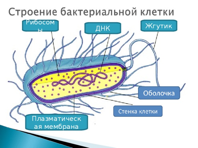 Рибосомы Жгутик ДНК Плазматическая мембрана