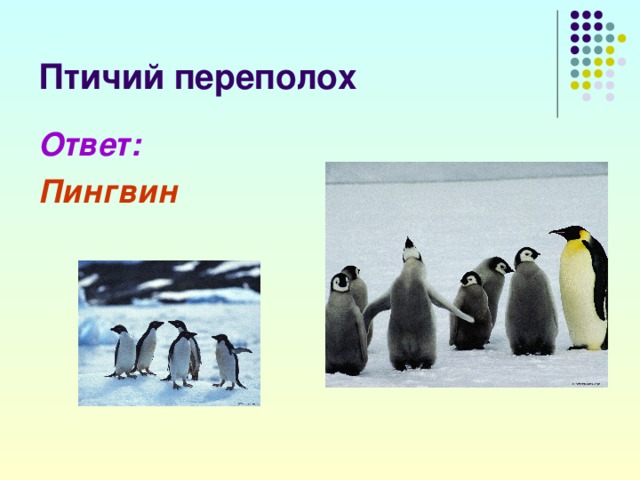 Ответ: Пингвин