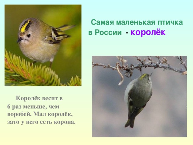 Самая маленькая птичка  в России - королёк  Королёк весит в 6 раз меньше, чем воробей. Мал королёк, зато у него есть корона.