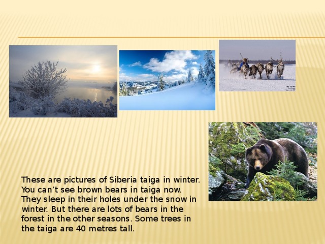These are pictures of Siberia taiga in winter. You can’t see brown bears in taiga now. They sleep in their holes under the snow in winter. But there are lots of bears in the forest in the other seasons. Some trees in the taiga are 40 metres tall.