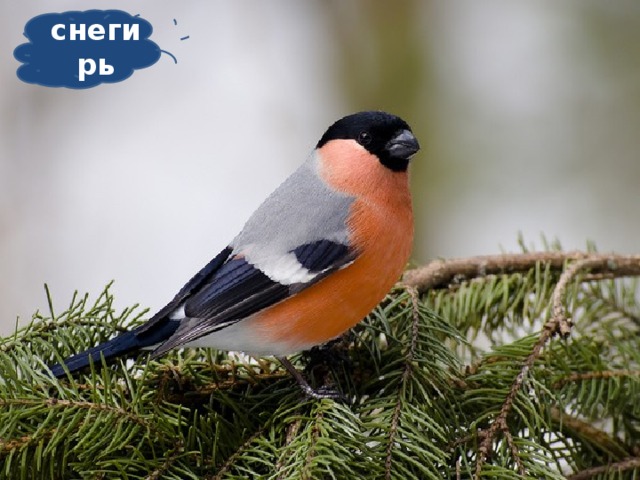 снегирь Сероспинный, красногрудый В зимних рощах обитает, Не боится он простуды, С первым снегом прилетает.