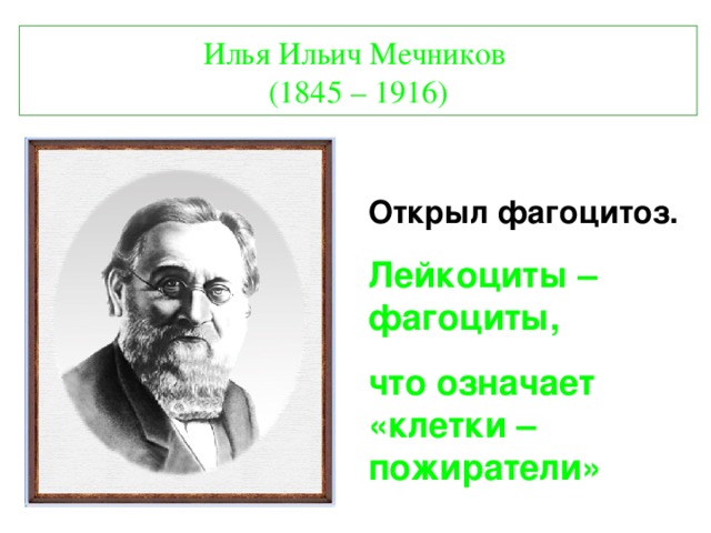 Илья Ильич Мечников  (1845 – 1916)  Открыл фагоцитоз. Лейкоциты – фагоциты, что означает «клетки – пожиратели»