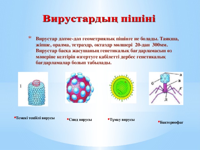 Вирустар дәлме-дәл геометриялық пішінге ие болады. Таяқша, жіпше, оралма, тетраэдр, октаэдр мөлшері 20-дан 300мм. Вирустар басқа жасушаның генетикалық бағдарламасын өз мәнеріне келтіріп өзгертуге қабілетті дербес генетикалық  бағдарламалар болып табылады.      Темекі теңбілі вирусы Спид вирусы Тұмау вирусы Бактериофаг