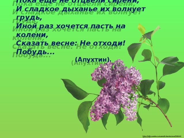 Пока еще не отцвели сирени, И сладкое дыханье их волнует грудь, Иной раз хочется пасть на колени, Сказать весне: Не отходи! Побудь...   (Апухтин). http://fotki.yandex.ru/users/k-tiande/view/519349/?page=0