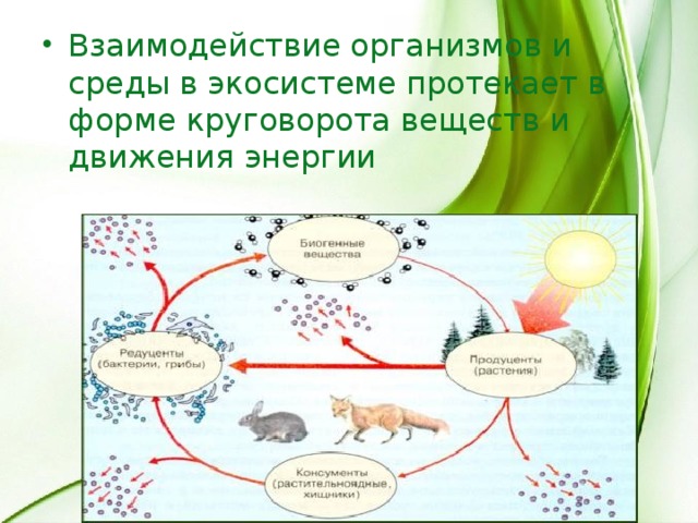 Взаимодействие организмов и среды в экосистеме протекает в форме круговорота веществ и движения энергии