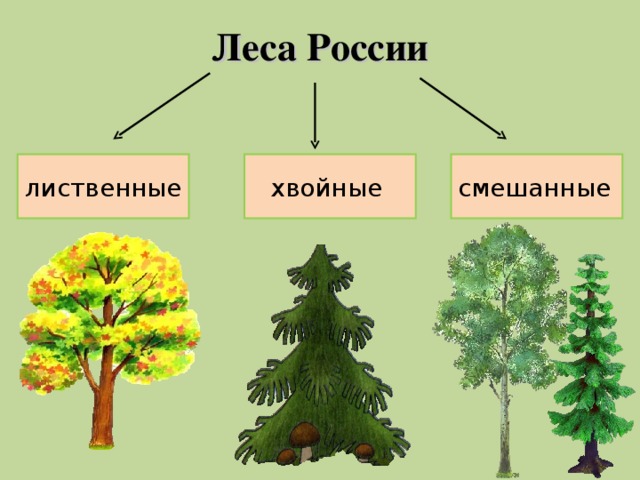 Леса России смешанные  хвойные лиственные