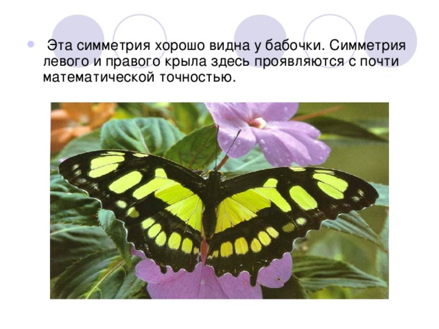 Эта симметрия хорошо видна у бабочки. Симметрия левого и правого крыла здесь проявляются с почти математической точностью.