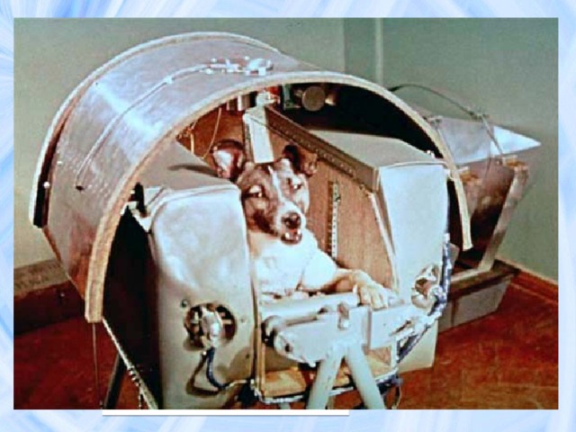Первые космические пассажиры Собака Лайка