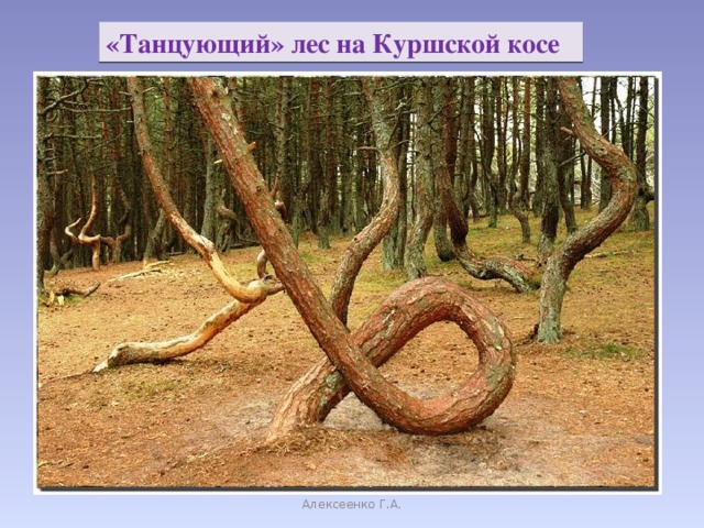 «Танцующий» лес на Куршской косе Алексеенко Г.А.
