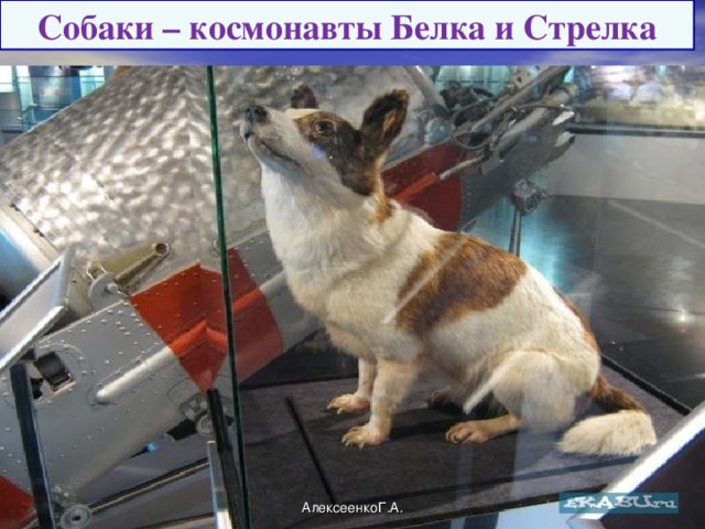 Собаки – космонавты Белка и Стрелка АлексеенкоГ.А.