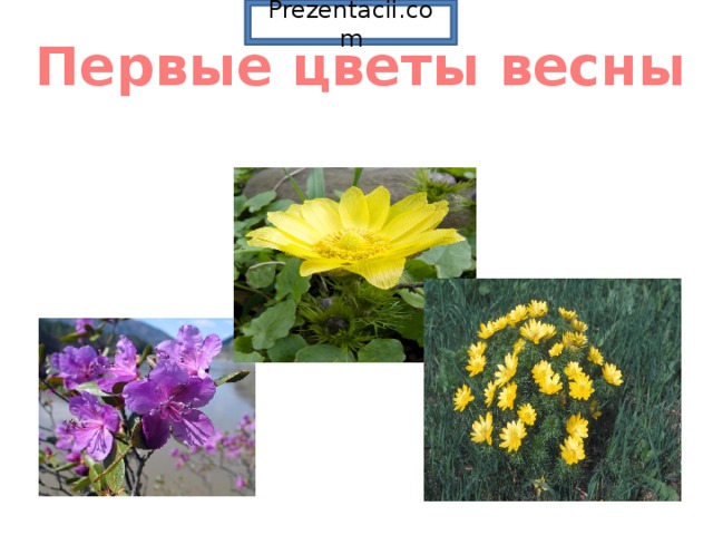 Prezentacii.com Первые цветы весны