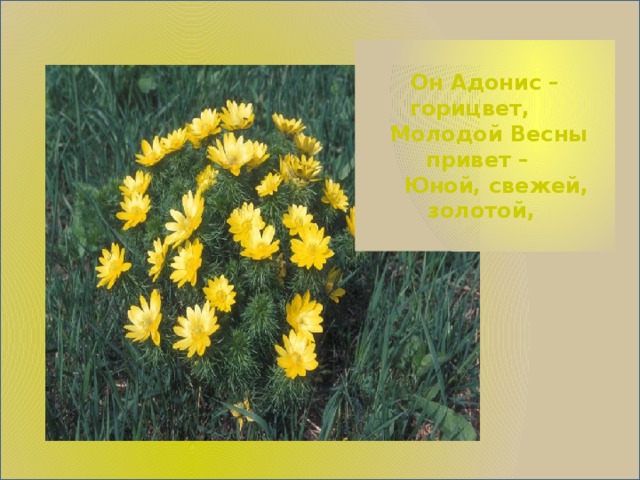 Он Адонис – горицвет,  Молодой Весны привет –  Юной, свежей, золотой,