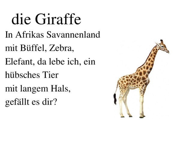 die Giraffe In Afrikas Savannenland mit Büffel, Zebra, Elefant, da lebe ich, ein hübsches Tier mit langem Hals, gefällt es dir?