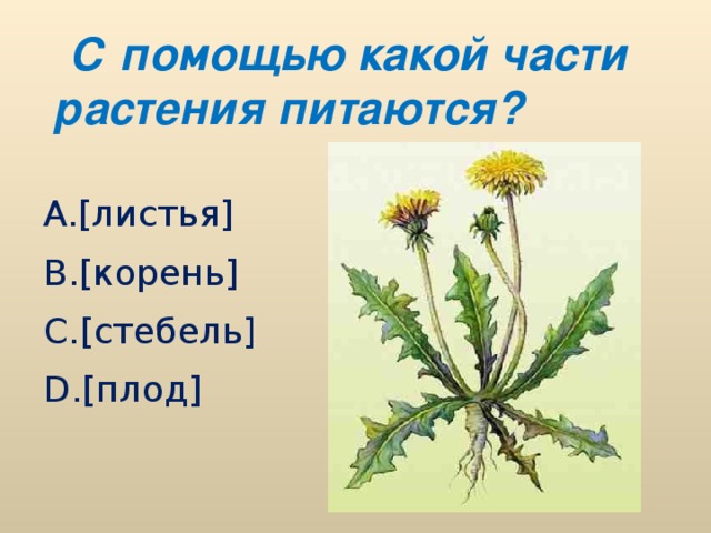 С помощью какой части растения питаются? A. [листья] B. [корень] C. [стебель] D. [плод]