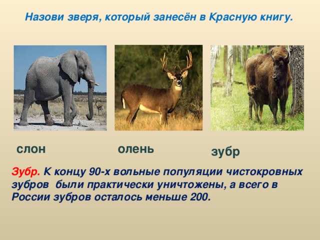 Назови зверя, который занесён в Красную книгу. слон олень зубр Зубр.  К концу 90-х вольные популяции чистокровных зубров были практически уничтожены, а всего в России зубров осталось меньше 200.