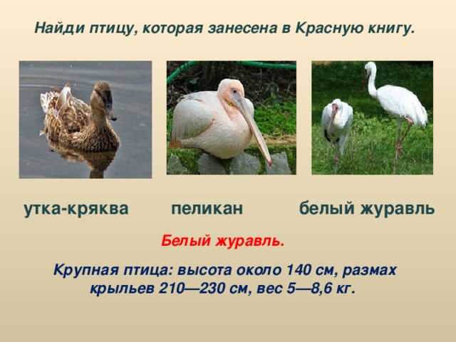 Найди птицу, которая занесена в Красную книгу. утка-кряква пеликан белый журавль Белый журавль. Крупная птица: высота около 140 см, размах крыльев 210—230 см, вес 5—8,6 кг.