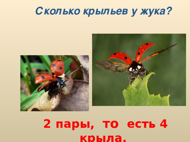 Сколько крыльев у жука?     2 пары, то есть 4 крыла.