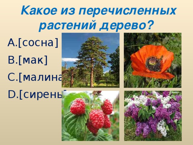 Какое из перечисленных растений дерево? A. [сосна] B. [мак] C. [малина] D. [сирень]