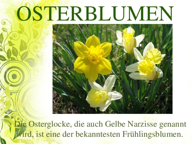 OSTERBLUMEN  Die Osterglocke, die auch Gelbe Narzisse genannt wird, ist eine der bekanntesten Frühlingsblumen.