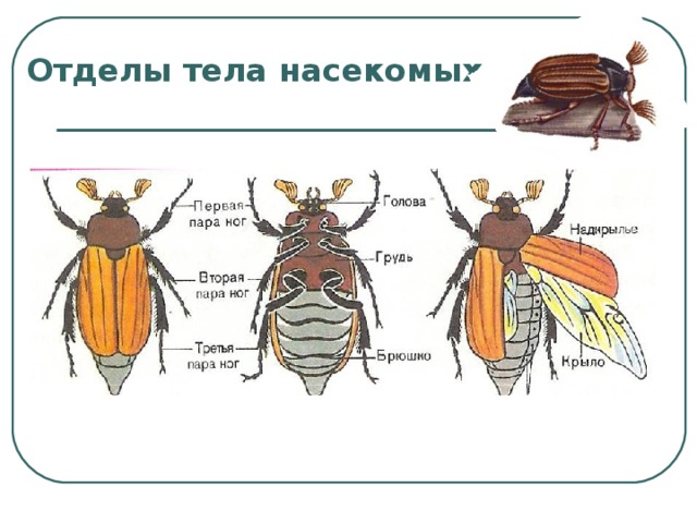 Отделы тела насекомых