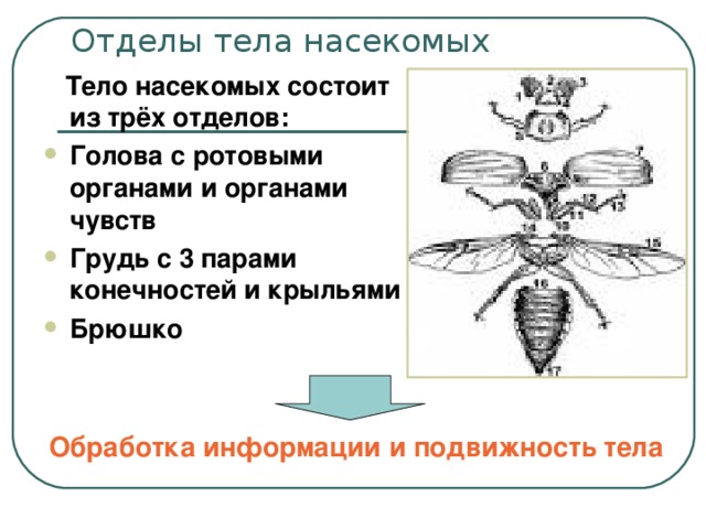 Тело насекомых состоит из трёх отделов: Голова с ротовыми органами и органами чувств Грудь с 3 парами конечностей и крыльями Брюшко Обработка информации и подвижность тела