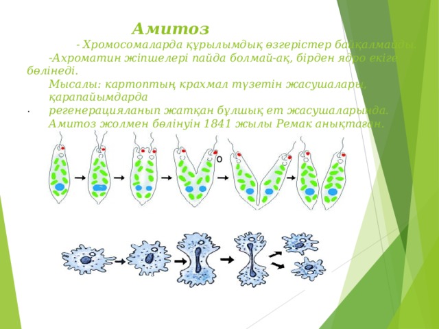 Амитоз  - Хромосомаларда құрылымдық өзгерістер байқалмайды.   -Ахроматин жіпшелері пайда болмай-ақ, бірден ядро екіге бөлінеді.   Мысалы: картоптың крахмал түзетін жасушалары,   қарапайымдарда   регенерацияланып жатқан бұлшық ет жасушаларында.   Амитоз жолмен бөлінуін 1841 жылы Ремак анықтаған. . о
