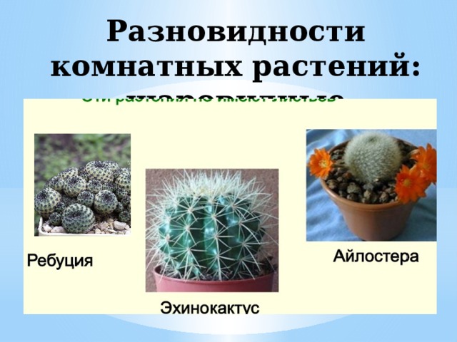 Разновидности комнатных растений: шаровидные