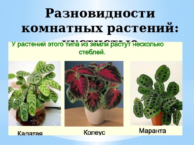 Разновидности комнатных растений: кустистые
