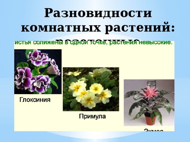 Разновидности комнатных растений: розеточные