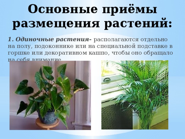 Основные приёмы размещения растений: 1. Одиночные растения- располагаются отдельно на полу, подоконнике или на специальной подставке в горшке или декоративном кашпо, чтобы оно обращало на себя внимание.