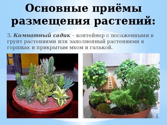 Основные приёмы размещения растений: 3. Комнатный садик – контейнер с посаженными в грунт растениями или заполненный растениями в горшках и прикрытым мхом и галькой.
