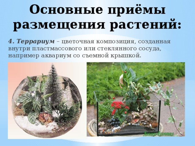 Основные приёмы размещения растений: 4. Террариум – цветочная композиция, созданная внутри пластмассового или стеклянного сосуда, например аквариум со съемной крышкой.