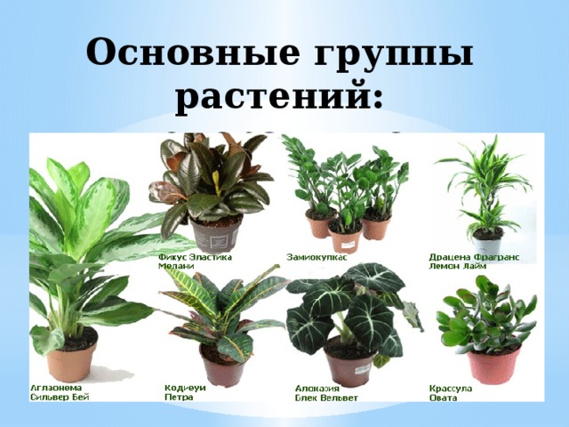 Основные группы растений:  декоративно-лиственные