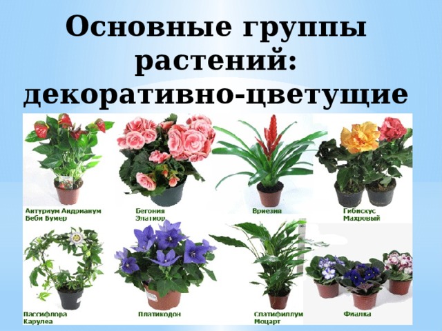 Основные группы растений:  декоративно-цветущие комнатные (долговечные)