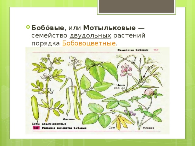 Бобо́вые , или  Мотыльковые — семейство двудольных  растений порядка  Бобовоцветные