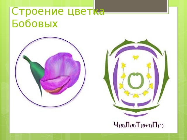 Строение цветка Бобовых