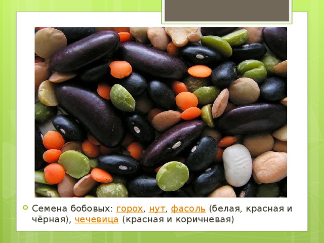 Семена бобовых:  горох ,  нут ,  фасоль  (белая, красная и чёрная),  чечевица