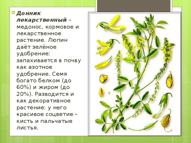 Донник лекарственный  – медонос, кормовое и лекарственное растение. Люпин даёт зелёное удобрение: запахивается в почву как азотное удобрение. Семя богато белком (до 60%) и жиром (до 20%). Разводится и как декоративное растение: у него красивое соцветие – кисть и пальчатые листья.