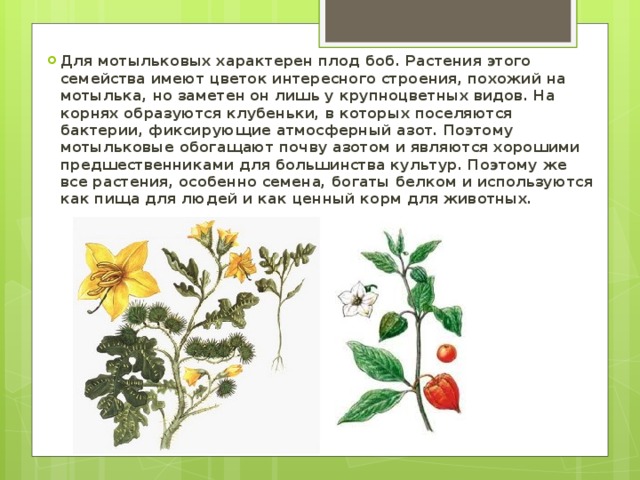 Бобовые культуры список растений фото и названия