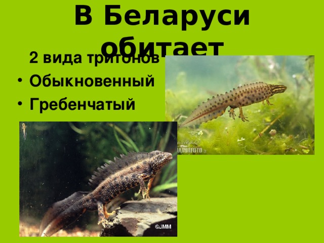 В Беларуси обитает  2 вида тритонов