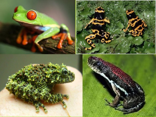 Класс земноводные многообразие. Разнообразие Земноводный. Многообразие земноводных. Разнообразие лягушек. Земноводные земноводные животные.
