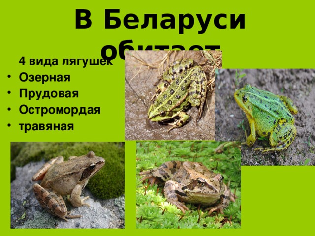 В Беларуси обитает  4 вида лягушек Озерная Прудовая Остромордая травяная