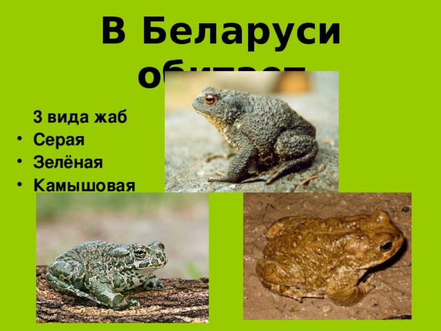В Беларуси обитает  3 вида жаб Серая Зелёная Камышовая