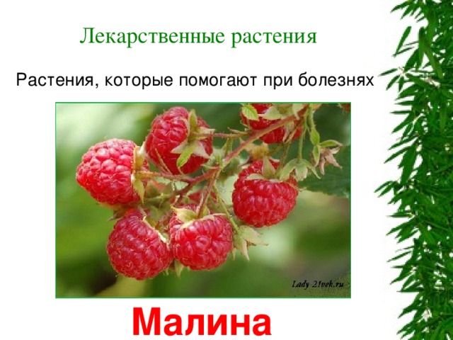 Лекарственные растения Растения, которые помогают при болезнях Малина