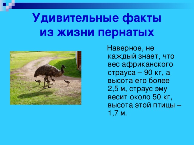 Удивительные факты  из жизни пернатых  Наверное, не каждый знает, что вес африканского страуса – 90 кг, а высота его более 2,5 м, страус эму весит около 50 кг, высота этой птицы – 1,7 м.