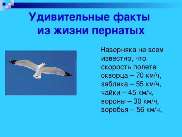 Удивительные факты  из жизни пернатых  Наверняка не всем известно, что скорость полета скворца – 70 км/ч, зяблика – 55 км/ч, чайки – 45 км/ч, вороны – 30 км/ч, воробья – 56 км/ч,