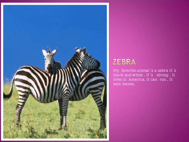 My favorite animal`s a zebra It`s black and white . It`s strong . It lives in America. It can run . It eats leaves.