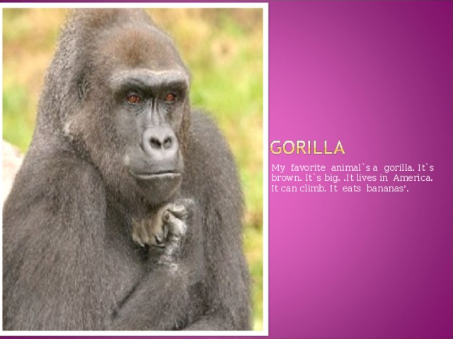 My favorite animal`s a gorilla. It`s brown. It`s big. .It lives in America. It can climb. It eats bananas'.